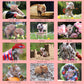 Pennywell Miniature Pig 2027 Calendar
