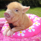 Pennywell Miniature Pig 2026 Calendar