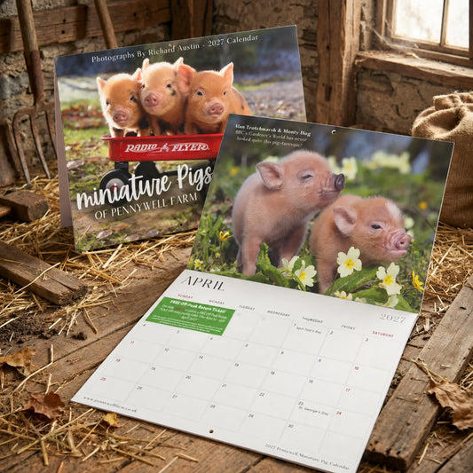 Pennywell Miniature Pig 2027 Calendar