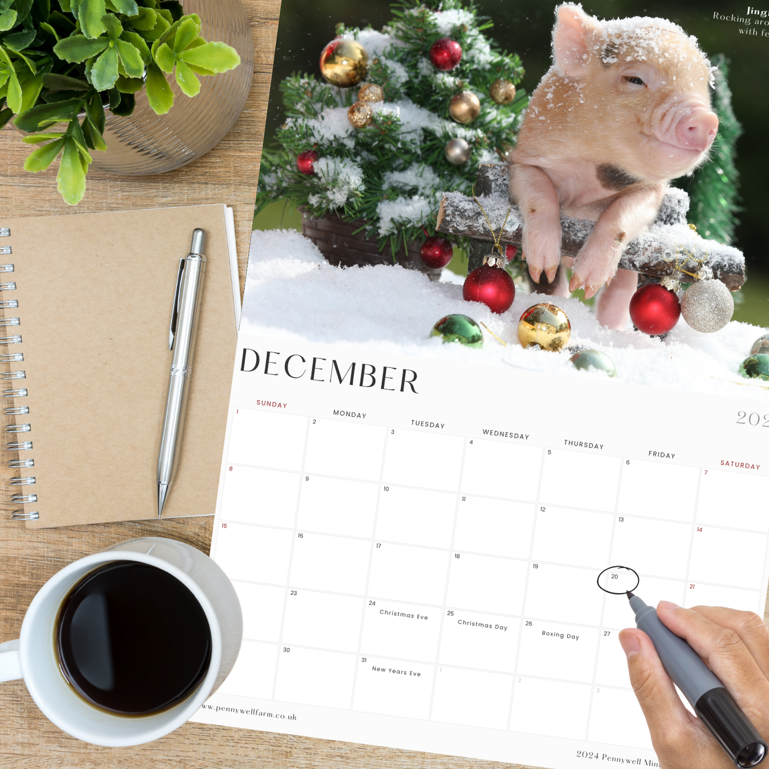 Pennywell Farm Piggies Calendar, December