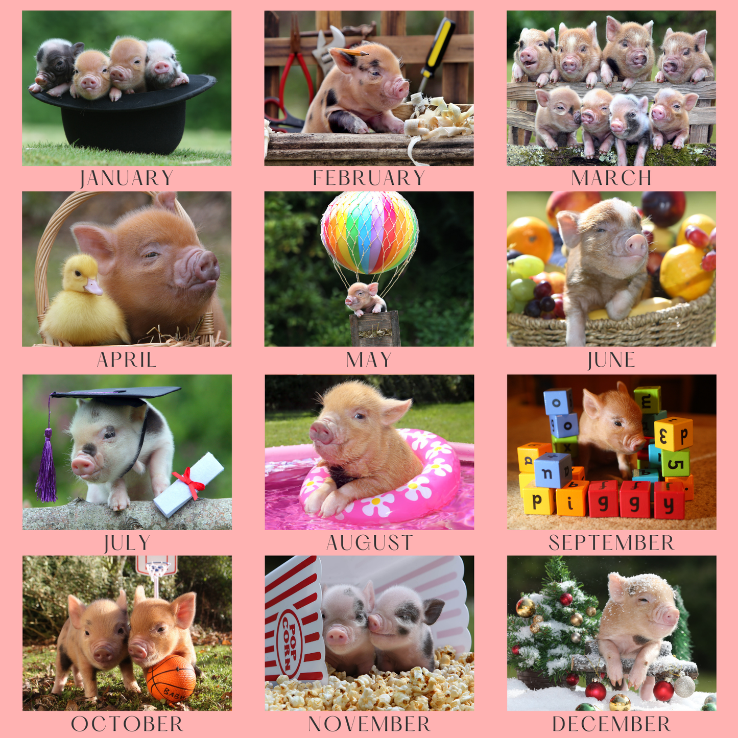 Pennywell Farm Piggy Calendar. 2026. January, February, March, April, May, June, July, August, September, October, November, December
