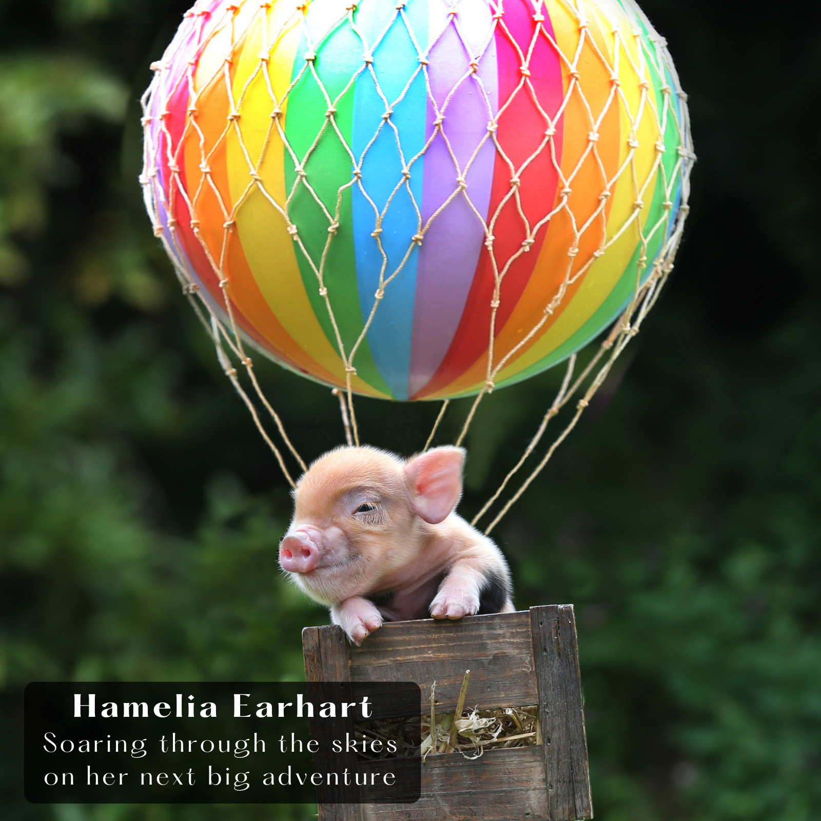 Pennywell Farm Piggy Calendar. Hot air balloon