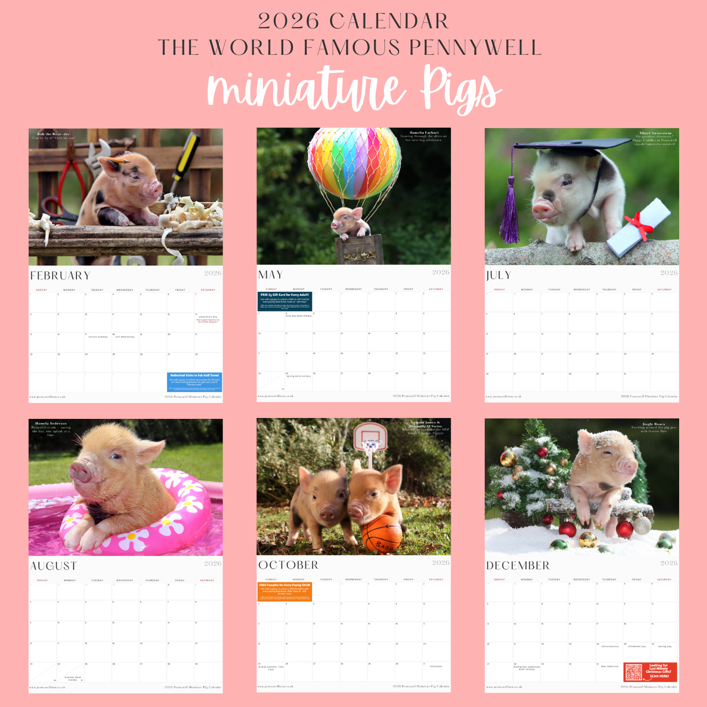 Pennywell Farm Piggy Calendar 2026. The world famous Pennywell Miniature Pigs. February to December