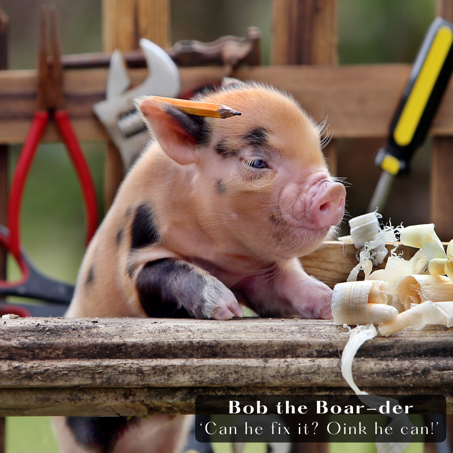 Piggy Calendar. Bob the Boar-der. Can he fix it? Oink he can. Pennywell Farm.
