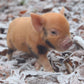 Pennywell Miniature Pig 2027 Calendar