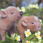 Pennywell Miniature Pig 2027 Calendar