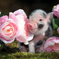 Pennywell Miniature Pig 2027 Calendar
